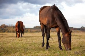 Feeding Alfalfa Pellets Instead of Grain