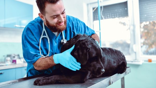 laryngeal-paralysis-in-dogs-when-to-euthanize