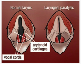 Laryngeal Paralysis