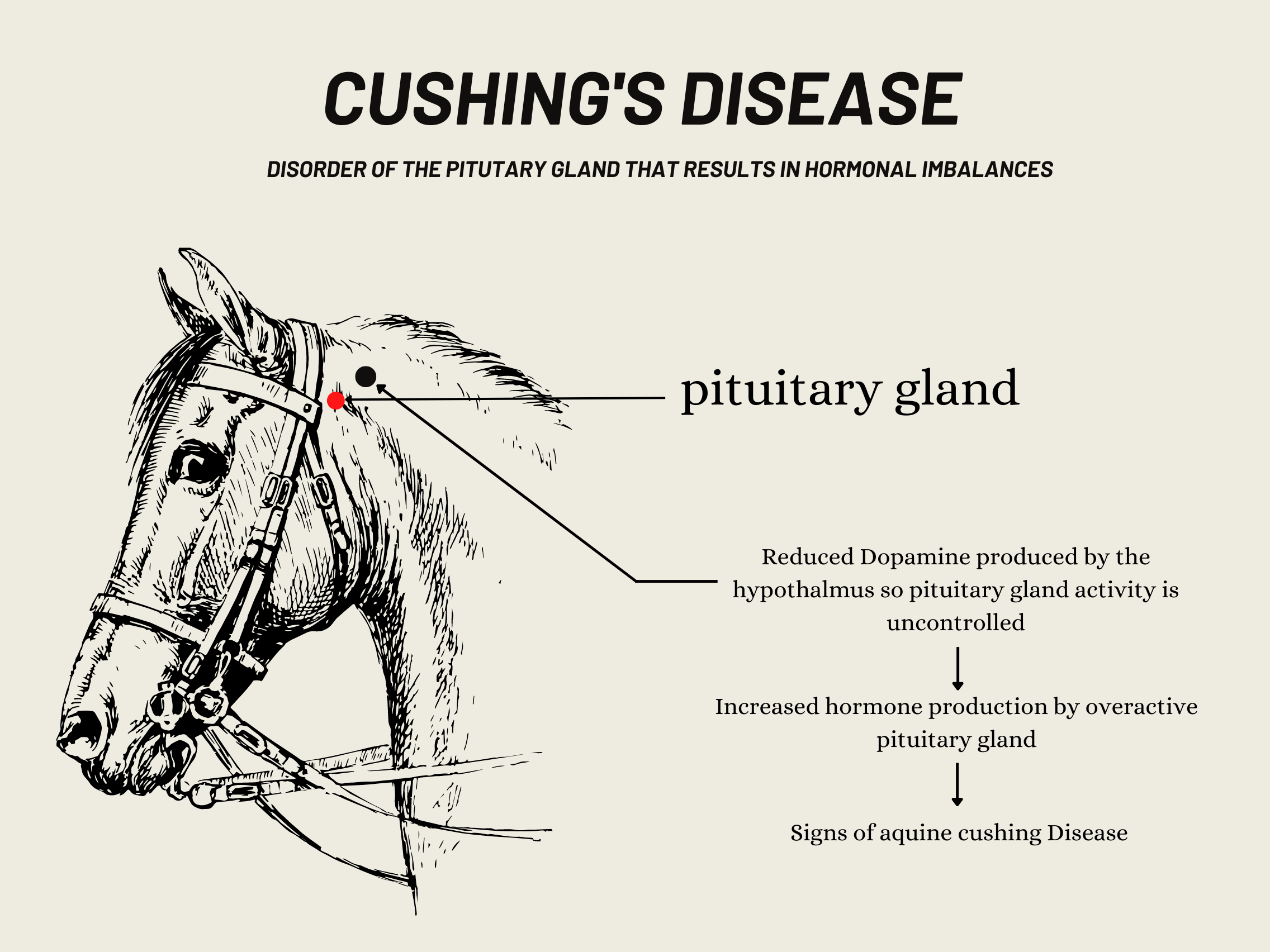 Omega 3 Fatty Acid For Horses